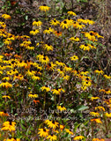 art print of wild black eyed susan flowers climbing a bank