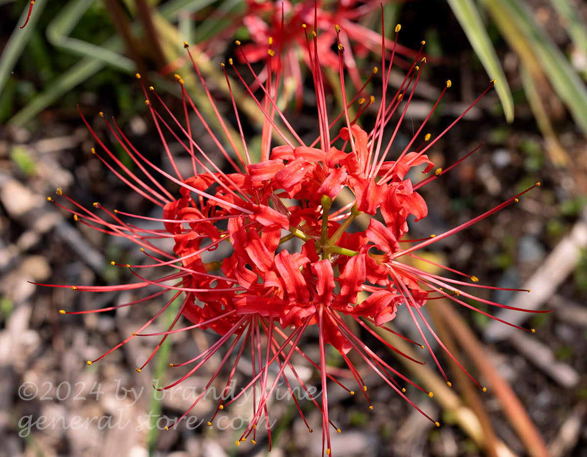 blood lily flower Blood Lily in full bloom art print