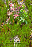 blooming moss and blueberry bushes in rock garden art print