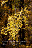 art print of bright yellow cascading autumn branch in front of dark forest