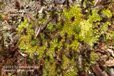 art print of British Soldier lichen with red berries and green mosses