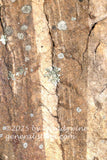 art print of a brown rock with a large tan seam running the length