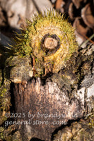 art print of moss and pine knot forming a shooters bulls eye target