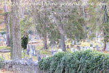 art print of Burwell cemetery with ivy covered stone wall and drooping tree branches