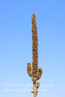 art print of mullein stalk shaped like saguaro cactus in a blue sky