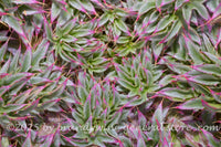 art print of young patch of Canadian thistles starting with purple tips