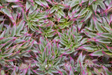 art print of young patch of Canadian thistles starting with purple tips