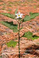 art print of Carolina horsenettle with single white bloom in pine needles