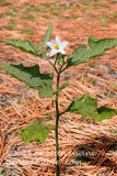 art print of Carolina horsenettle with single white bloom in pine needles