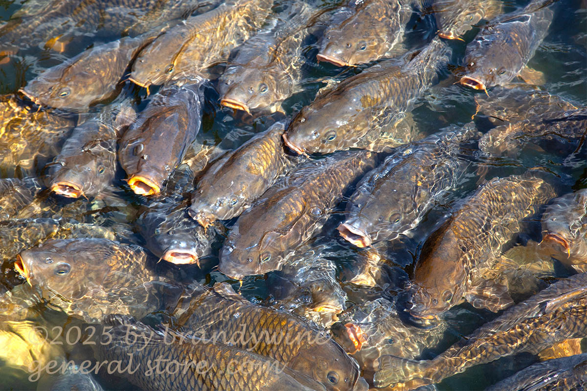 aquatic art print of solid mass carp fish wanting food at Smith Mountain Lake