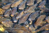 aquatic art print of solid mass carp fish wanting food at Smith Mountain Lake