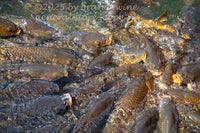 aquatic art print of carp fish in feeding frenzy at Smith Mountain Lake in VA