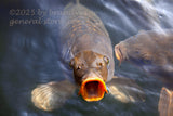 art print of carp fish with mouth wide open waiting for food
