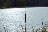 art print of lone cattail at Spruce Knob lake during sunset