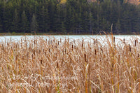 art print of cattail bed with dried stalks around Spruce Knob lake in WV