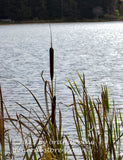 art print of single stalk cattail along Spruce Knob lake at sunset