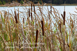 art print of cattails with dried brown and green stalks along edge of Spruce Knob Lake