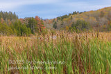 art print of cattails by Spruce Knob Lake in the mountains of WV