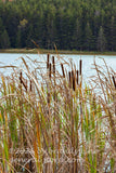 art print of cattails and spruce forest surrounding Spruce Knob lake