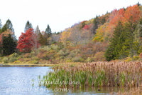 art print of cattails growing into Spruce Knob Lake in WV