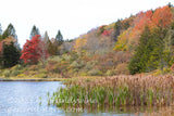 art print of cattails growing into Spruce Knob Lake in WV