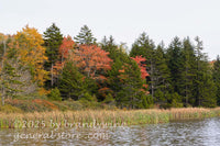 art print of cattails and fall colors around Spruce Knob Lake in WV