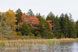 art print of cattails and fall colors around Spruce Knob Lake in WV
