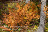 art print of cinnamon fern with late autumn orange colors