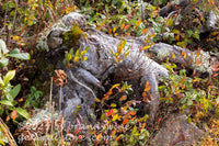 art print of clawed driftwood root with wild plants in its clutches