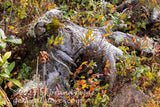 art print of clawed driftwood root with wild plants in its clutches
