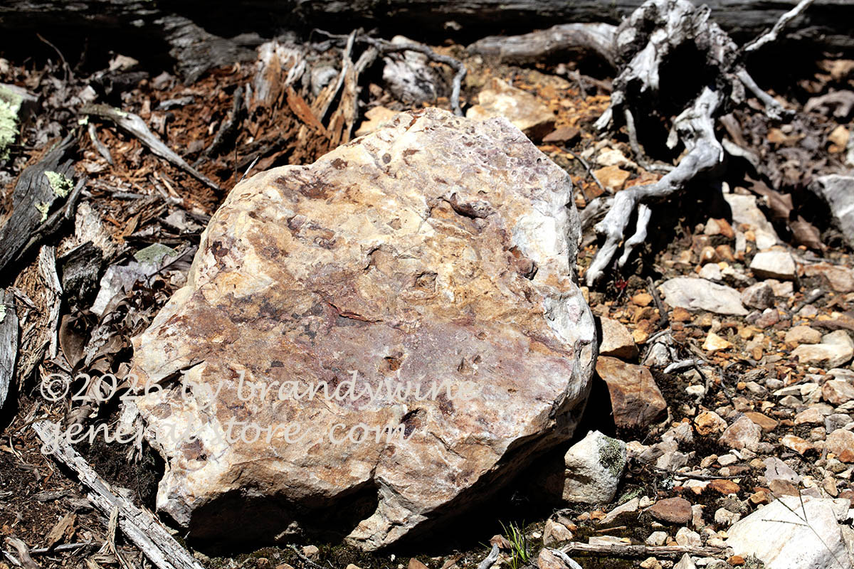 art print of clawed driftwood trying to catch a large cratered rock