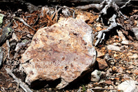 art print of clawed driftwood trying to catch a large cratered rock