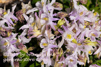 art print of a bed of light purple columbine flowers