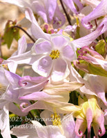 art print of light purple columbine bloom surrounded by buds