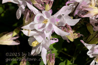 art print of columbine flower light purple bloom with many buds