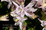 art print of columbine flower light purple bloom with many buds