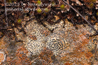 art print of concentric boulder lichens in slime on a red and white rock