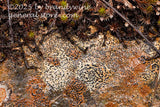art print of concentric boulder lichens in slime on a red and white rock