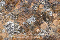 art print of several colonies of concentric boulder lichen on flat rock