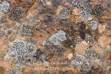 art print of several colonies of concentric boulder lichen on flat rock