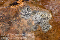 art print of concentric boulder lichen in slime on a rock