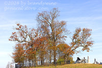 art print of copse of trees in the Gettysburg battlefield