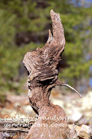 art print of a corkscrew shaped piece of driftwood sticking up in the air