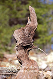 art print of a corkscrew shaped piece of driftwood sticking up in the air