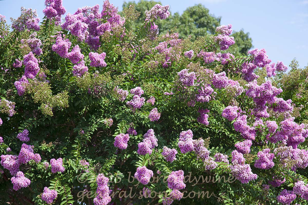 botanical art print of large crepe myrtle bush loaded with dark pink blooms