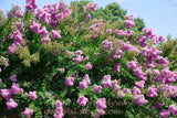 botanical art print of large crepe myrtle bush loaded with dark pink blooms