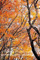 art print of appalachian autumn scene with orange leaves and crooked trees