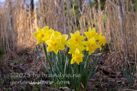 art print of clump of yellow daffodil blooms surrounded by tall dry grasses