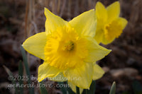 art print of macro daffodil bloom with tall dried grasses 