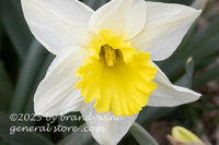 art print of white daffodil bloom with yellow center